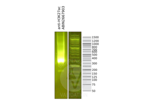 Cleavage Under Targets and Release Using Nuclease validation image for anti-Histone 3 (H3) (H3K27ac) antibody (ABIN2667903) (Histone 3 抗体  (H3K27ac))