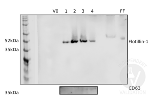 Western Blotting validation image for anti-Flotillin 1 (FLOT1) (C-Term) antibody (ABIN374222) (Flotillin 1 抗体  (C-Term))