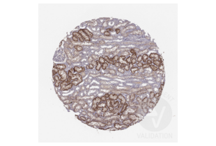 Immunohistochemistry validation image for anti-Solute Carrier Family 22 Member 6 (SLC22A6) (AA 534-550), (C-Term) antibody (ABIN3044261) (SLC22A6 抗体  (C-Term))