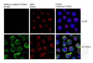 Immunofluorescence validation image for anti-Nucleophosmin (Nucleolar phosphoprotein B23, Numatrin) (NPM1) (AA 250-298), (C-Term) antibody (ABIN1737584) (NPM1 抗体  (C-Term))