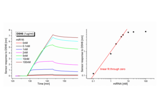 Surface Plasmon Resonance validation image for anti-RNA-DNA Hybrid antibody (ABIN4889499) (RNA-DNA Hybrid 抗体)