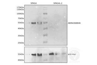 Western Blotting validation image for anti-Sperm Associated Antigen 4 (SPAG4) antibody (ABIN4368846)