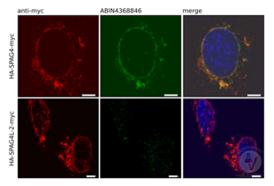 Immunocytochemistry validation image for anti-Sperm Associated Antigen 4 (SPAG4) antibody (ABIN4368846)