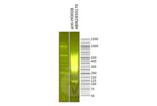Cleavage Under Targets and Release Using Nuclease validation image for anti-Homeobox D8 (HOXD8) (AA 243-270), (C-Term) antibody (ABIN2850170) (HOXD8 抗体  (C-Term))