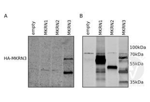 Western Blotting validation image for anti-Makorin Ring Finger Protein 3 (MKRN3) (AA 160-189) antibody (ABIN2840417) (MKRN3 抗体  (AA 160-189))