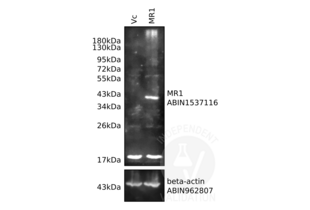 Western Blotting validation image for anti-Actin, beta (ACTB) antibody (ABIN962807) (beta Actin 抗体)