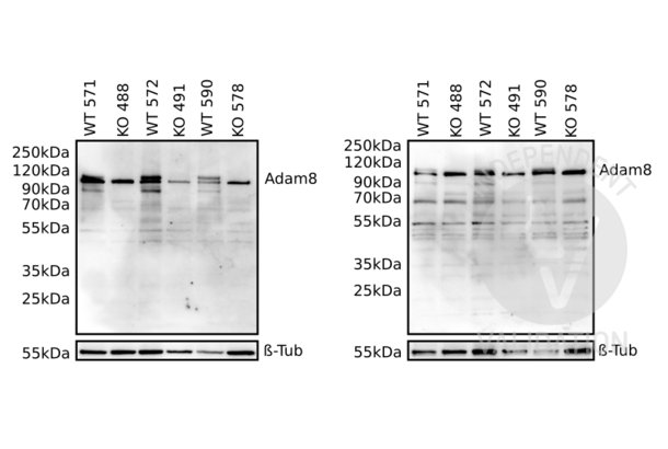 ADAM8 抗体  (AA 145-493)