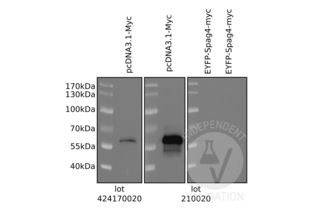 Western Blotting validation image for anti-Myc Proto-Oncogene protein (MYC) (AA 31-80) antibody (ABIN1532205) (c-MYC 抗体  (AA 31-80))