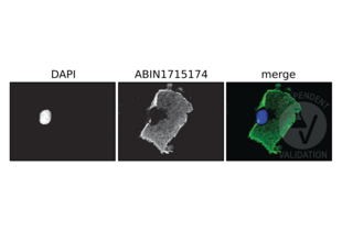 Immunofluorescence validation image for anti-DYKDDDDK Tag antibody (ABIN1715174)