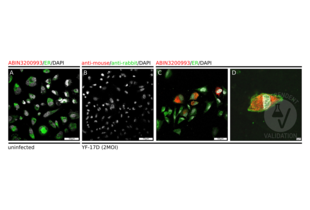 Immunocytochemistry validation image for anti-Flavivirus E protein antibody (ABIN3200993) (Flavivirus E protein 抗体)