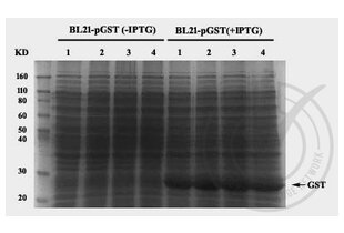 Western Blotting validation image for anti-GST-Tag antibody (ABIN3045984)