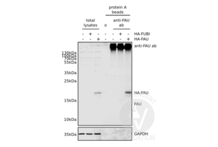 Immunoprecipitation validation image for anti-Finkel-Biskis-Reilly Murine Sarcoma Virus (FBR-MuSV) Ubiquitously Expressed (FAU) (AA 1-30), (N-Term) antibody (ABIN2798885) (FAU 抗体  (N-Term))