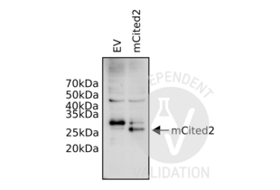 Western Blotting validation image for anti-Cbp/p300-Interacting Transactivator, with Glu/Asp-Rich Carboxy-terminal Domain, 2 (CITED2) (N-Term) antibody (ABIN2776451) (CITED2 抗体  (N-Term))