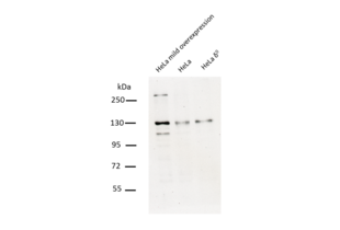 Western Blotting validation image for anti-Chromosome 10 Open Reading Frame 2 (C10ORF2) (Middle Region) antibody (ABIN2775251) (C10orf2 抗体  (Middle Region))