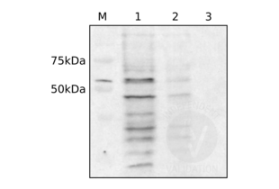 Western Blotting validation image for anti-Dynein, Cytoplasmic 1, Light Intermediate Chain 1 (DYNC1LI1) (C-Term) antibody (ABIN2790248) (DYNC1LI1 抗体  (C-Term))