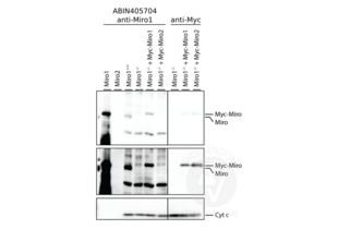Western Blotting validation image for anti-Ras Homolog Gene Family, Member T1 (RHOT1) (N-Term) antibody (ABIN405704) (RHOT1 抗体  (N-Term))