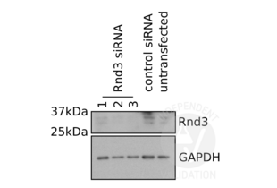 Western Blotting validation image for anti-rho Family GTPase 3 (RND3) (Center) antibody (ABIN2496515) (RND3 抗体  (Center))