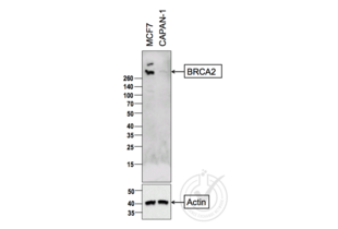 Western Blotting validation image for anti-Breast Cancer 2, Early Onset (BRCA2) (AA 21-130) antibody (ABIN673434) (BRCA2 抗体  (AA 21-130))