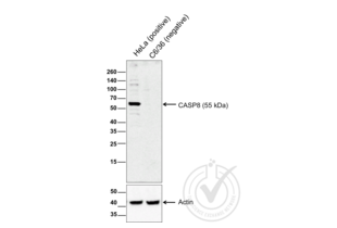 Western Blotting validation image for anti-Caspase 8 (CASP8) (AA 411-482) antibody (ABIN724205) (Caspase 8 抗体  (AA 411-482))