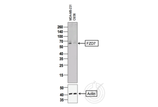 Western Blotting validation image for anti-Frizzled Family Receptor 7 (FZD7) (AA 501-574) antibody (ABIN710051) (FZD7 抗体  (AA 501-574))