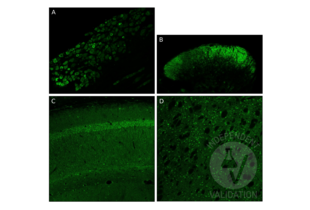 Immunofluorescence validation image for anti-Glial Cell Line Derived Neurotrophic Factor (GDNF) (AA 121-211) antibody (ABIN736536) (GDNF 抗体  (AA 121-211))