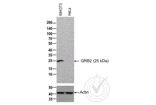 Western Blotting validation image for anti-Growth Factor Receptor-Bound Protein 2 (GRB2) antibody (ABIN686932) (GRB2 抗体)