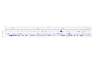 Cleavage Under Targets and Release Using Nuclease validation image for anti-Homeobox A13 (HOXA13) (AA 332-388) antibody (ABIN1386749) (HOXA13 抗体  (AA 332-388))