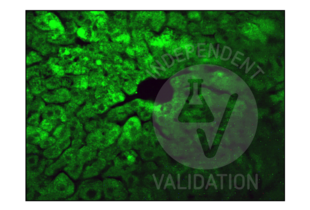 Immunohistochemistry validation image for anti-Insulin-Degrading Enzyme (IDE) (AA 491-590) antibody (ABIN723680) (IDE 抗体  (AA 491-590))