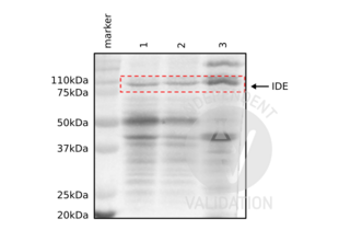 Western Blotting validation image for anti-Insulin-Degrading Enzyme (IDE) (AA 491-590) antibody (ABIN723680) (IDE 抗体  (AA 491-590))