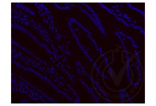 Immunofluorescence validation image for anti-Ionized Calcium-binding Adapter Molecule 1 (IBA1) (AA 51-147) antibody (ABIN685477) (Iba1 抗体  (AA 51-147))