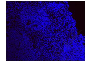 Immunofluorescence validation image for anti-Ionized Calcium-binding Adapter Molecule 1 (IBA1) (AA 51-147) antibody (ABIN685477) (Iba1 抗体  (AA 51-147))