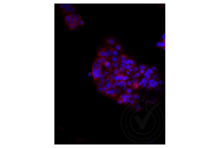 Immunofluorescence validation image for anti-Low Density Lipoprotein Receptor-Related Protein 2 (LRP2) (AA 3401-3500) antibody (Cy3) (ABIN750991) (LRP2 抗体  (AA 3401-3500) (Cy3))