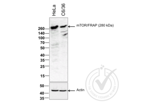 Western Blotting validation image for anti-Mechanistic Target of Rapamycin (serine/threonine Kinase) (mTOR) (AA 2436-2492) antibody (ABIN676403) (MTOR 抗体  (AA 2436-2492))
