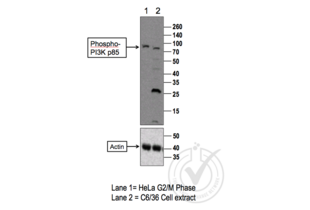 Western Blotting validation image for anti-Phosphoinositide 3 Kinase, p85 alpha/gamma (PI3K p85a/g) (pTyr199), (pTyr467) antibody (ABIN744743) (PI3K p85 alpha/gamma 抗体  (pTyr199, pTyr467))
