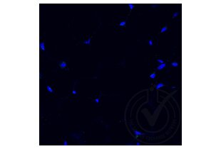 Immunofluorescence validation image for anti-Tumor Necrosis Factor alpha (TNF alpha) (AA 181-235) antibody (ABIN677318) (TNF alpha 抗体  (AA 181-235))