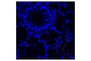 Immunofluorescence validation image for anti-Tumor Necrosis Factor alpha (TNF alpha) (AA 181-235) antibody (ABIN677318) (TNF alpha 抗体  (AA 181-235))