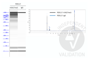 Cleavage Under Targets and Tagmentation validation image for Guinea Pig anti-Rabbit IgG (Heavy & Light Chain) antibody - Preadsorbed (ABIN101961) (豚鼠 anti-兔 IgG (Heavy & Light Chain) Antibody - Preadsorbed)