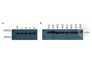 Western Blotting validation image for anti-Actin antibody (ABIN3181106) (Actin 抗体)