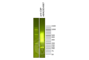 Cleavage Under Targets and Release Using Nuclease validation image for anti-CREB Binding Protein (CREBBP) (C-Term) antibody (ABIN2854987) (CBP 抗体  (C-Term))