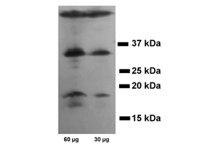 Western Blotting validation image for anti-Caspase 3 (CASP3) antibody (ABIN3179097) (Caspase 3 抗体)