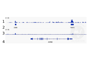 Cleavage Under Targets and Release Using Nuclease validation image for anti-Catenin (Cadherin-Associated Protein), beta 1, 88kDa (CTNNB1) (N-Term) antibody (ABIN2855042) (CTNNB1 抗体  (N-Term))