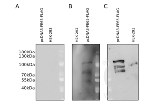 Western Blotting validation image for anti-DYKDDDDK Tag antibody (ABIN3181074) (DYKDDDDK Tag 抗体)