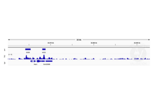 Cleavage Under Targets and Release Using Nuclease validation image for anti-Ets Variant 4 (ETV4) (AA 1-207) antibody (ABIN6131217) (ETV4 抗体  (AA 1-207))