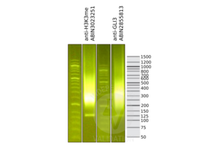 Cleavage Under Targets and Release Using Nuclease validation image for anti-GLI Family Zinc Finger 3 (GLI3) antibody (ABIN2855813) (GLI3 抗体)