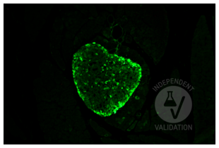 Immunohistochemistry validation image for anti-Glucagon (GCG) antibody (ABIN7448121) (Glucagon 抗体)