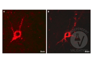 Immunohistochemistry validation image for anti-Glutamate Decarboxylase 1 (Brain, 67kDa) (GAD1) (C-Term) antibody (ABIN3184725) (GAD 抗体  (C-Term))