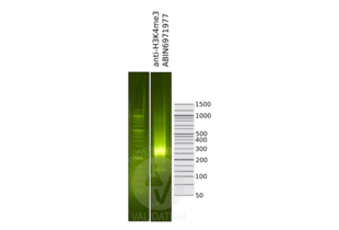 Cleavage Under Targets and Release Using Nuclease validation image for anti-Histone 3 (H3) (3meLys4) antibody (ABIN6971977) (Histone 3 抗体  (3meLys4))