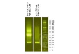 Cleavage Under Targets and Release Using Nuclease validation image for anti-Histone 3 (H3) (H3K4me) antibody (ABIN3023251) (Histone 3 抗体  (H3K4me))