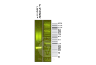 Cleavage Under Targets and Release Using Nuclease validation image for anti-Histone Deacetylase 1 (HDAC1) antibody (ABIN2854776) (HDAC1 抗体)