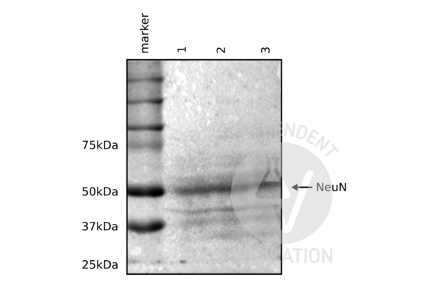 NeuN 抗体  (AA 1-140)